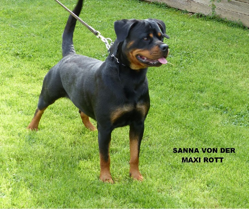Sanna von der maxi rott